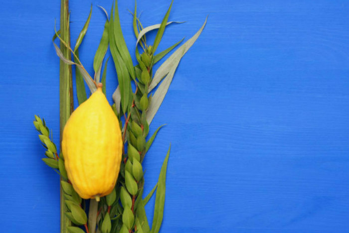 Lulav and etrog lying on a bright blue background