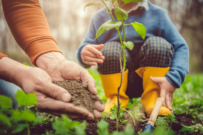 Hands of an adult and a child planting something in the ground