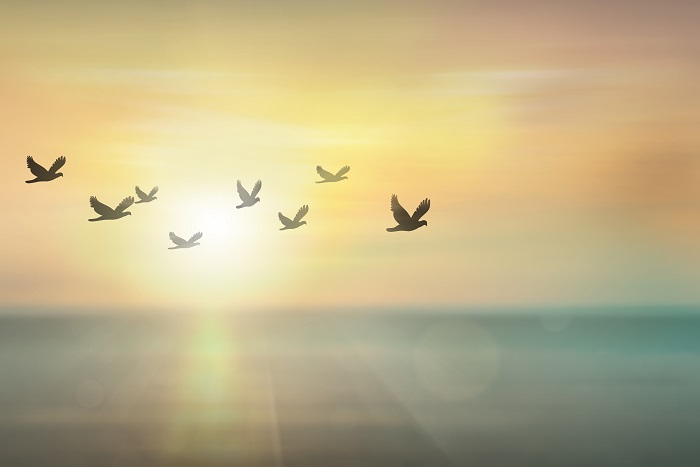 peace doves in flight
