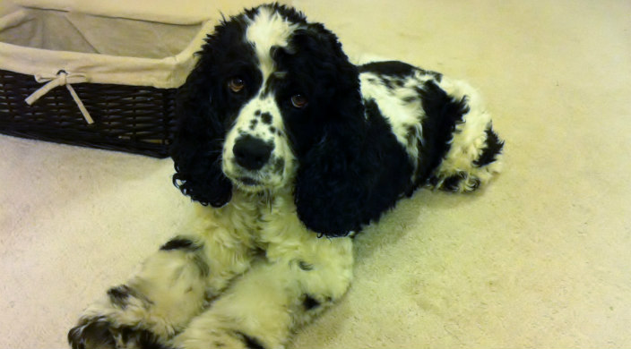 Black and white cocker spaniel