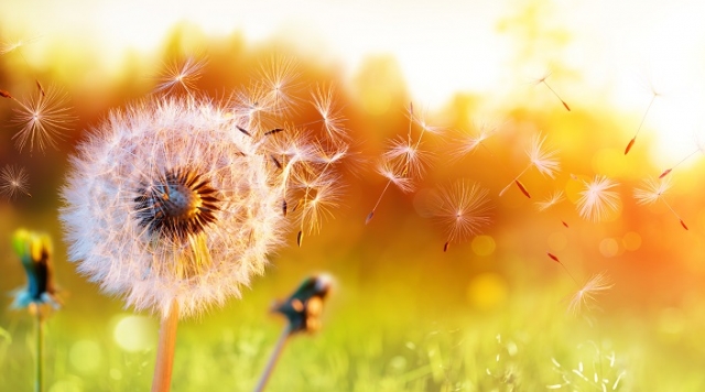 dandelion at sunset