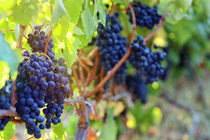 Grapes in a vineyard