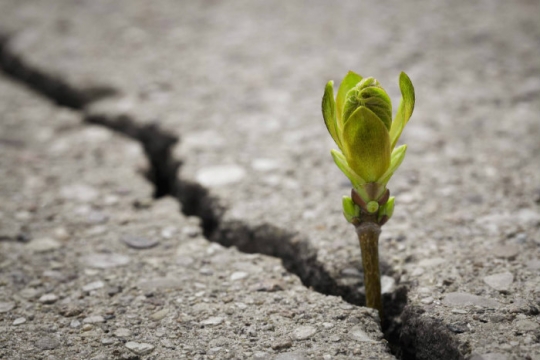 Small green flower bud breaking through a crack in cement