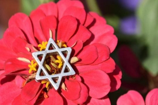 Bright pink flower with a yellow center and a small silver Star of David resting in the middle